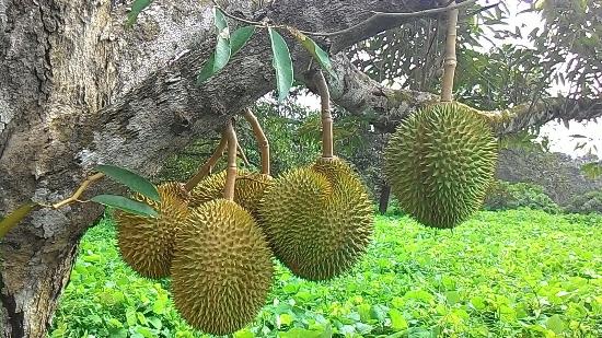 durian-farm-johor
