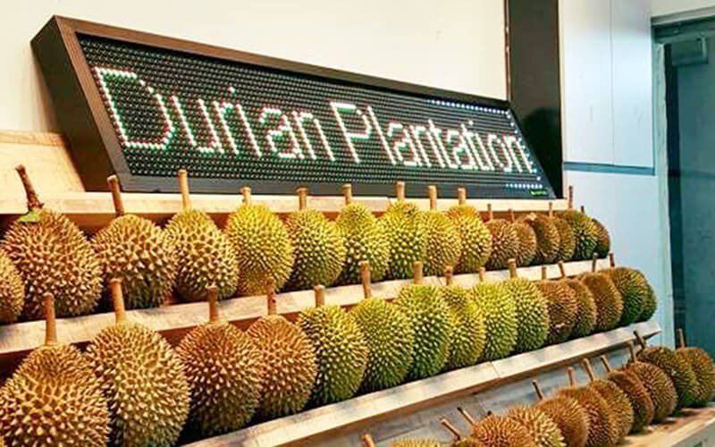 durian-plantation