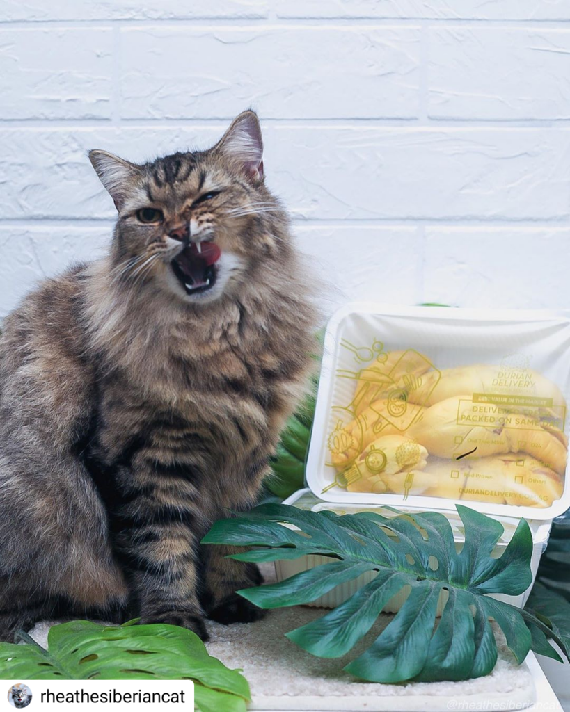 Durian Delivery Singapore
