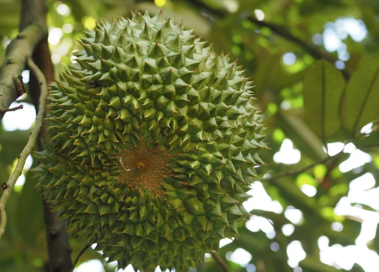 Durian Delivery Singapore