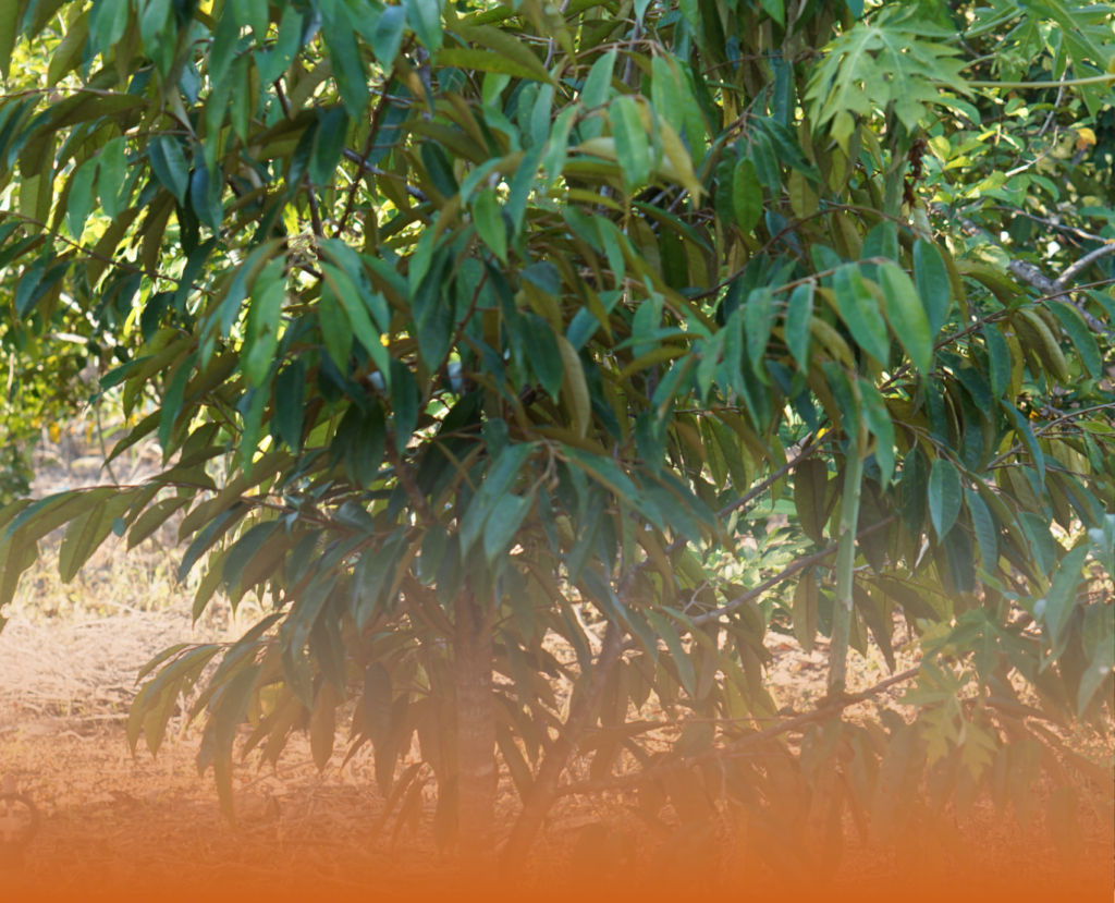 Durian Delivery Singapore