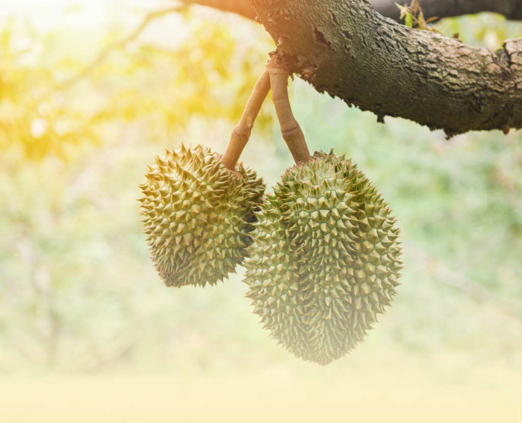 Durian Delivery Singapore