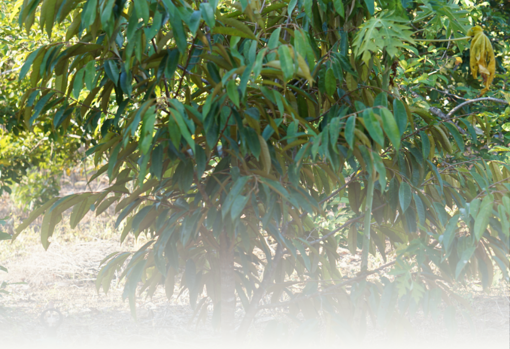 Durian Delivery Singapore