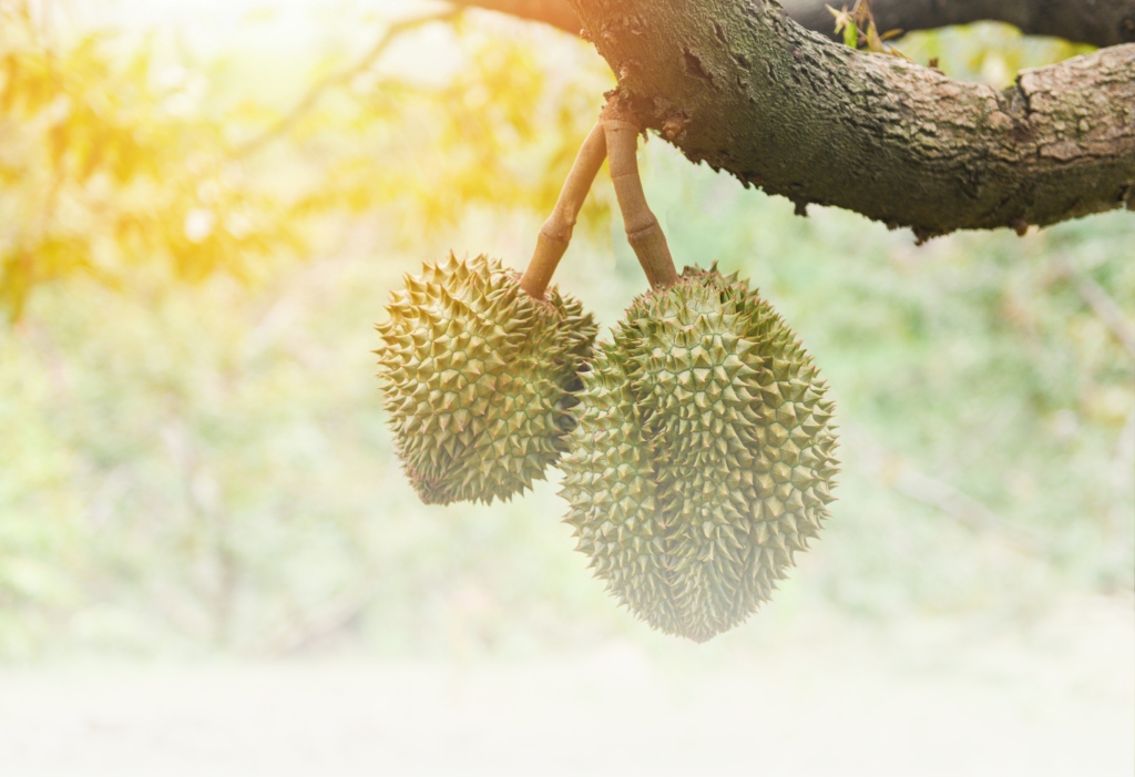 Durian Delivery Singapore